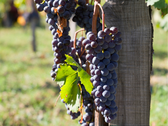 Produzione e <b>Viticultura</b>