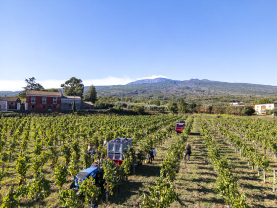 I nostri 5 vini: un racconto di terroir, uva e dedizione