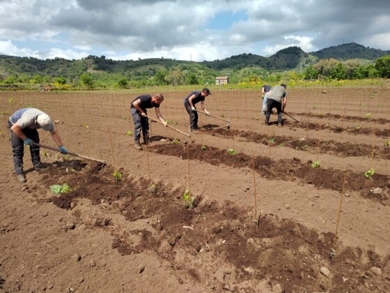 Mani, cuore e vigna: il nostro metodo di lavoro, tra artigianalità e precisione