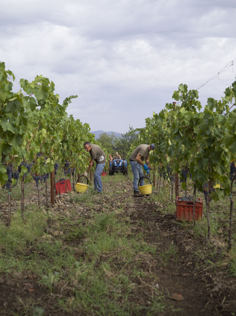 Vendemmia 2025: il primo taglio segna una grande annata